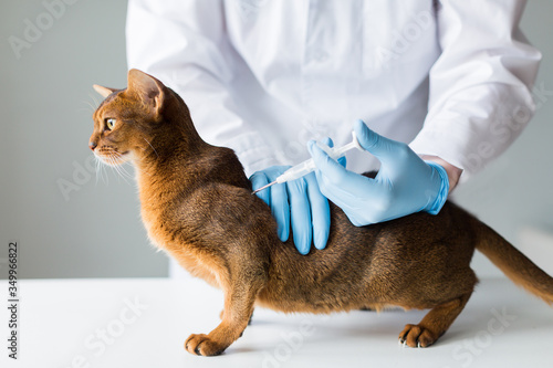 Cat stands on the table with the vet