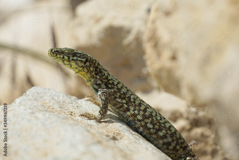 Naklejka premium Nahansicht einer Mauereidechse