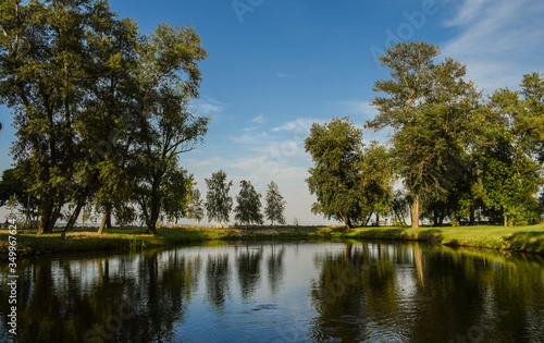 Three birch trees stand by the water