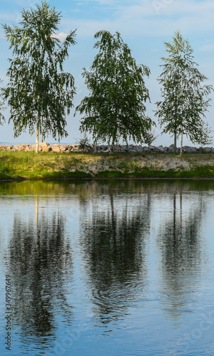 Three birch trees stand by the water