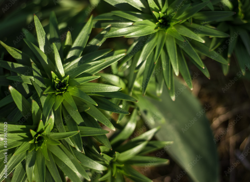 lush green floral plants in the sunlight lush green floral plants in the sunlight
