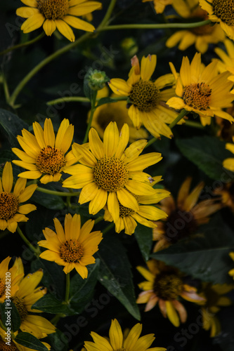 Beautiful flower grows on the lawn