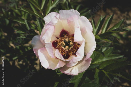 Fototapeta Naklejka Na Ścianę i Meble -  Beautiful fresh white vinous peony flower in full bloom in the garden.