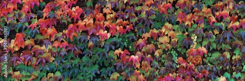 Dolomites colorful foliage closeup