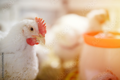 chicken in a village on a mini-farm hay white broilers
