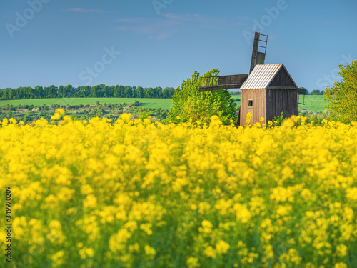 close up view to the flowering rapeseed in the field and old wooden windmill 