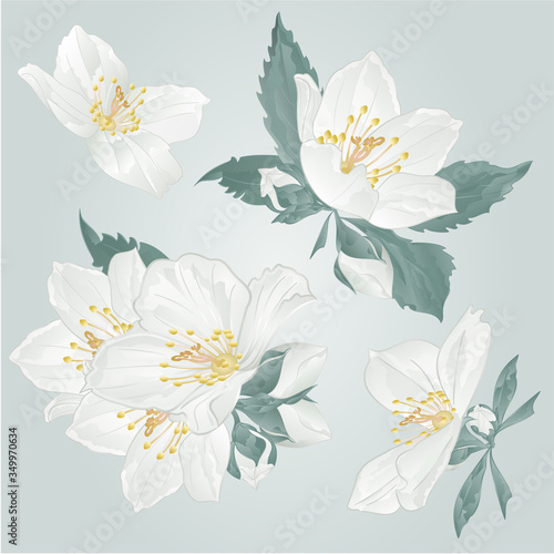 Jasmine flowers and buds twigs set   on a blue background watercolor vintage vector illustration  editable hand draw