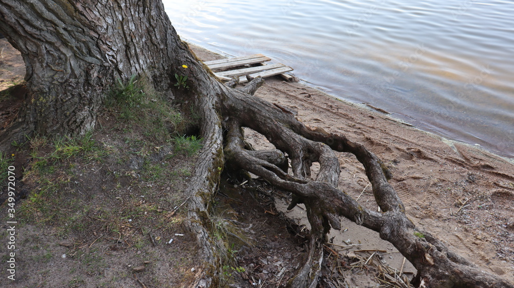 unique tree snag in magic shape