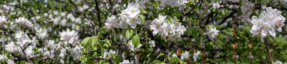 Fototapeta premium Blossoming flowers on the apple tree, panorama.