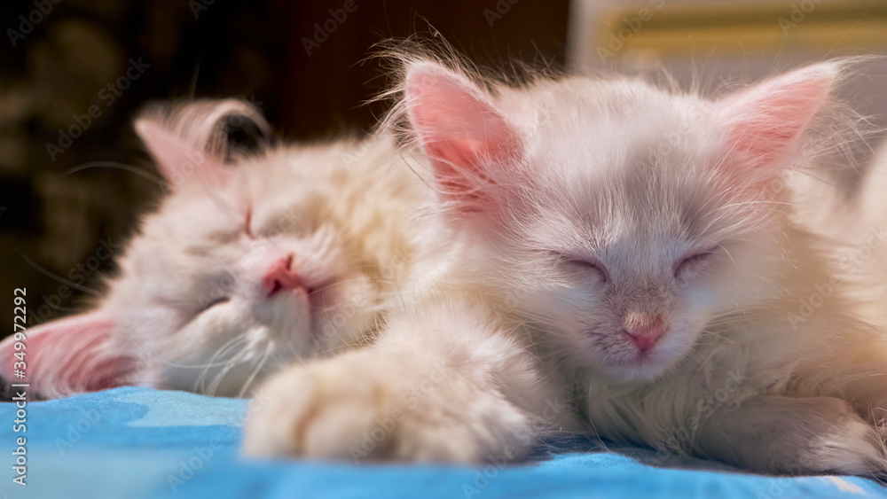 two white cats sleep in each other's arms close-up