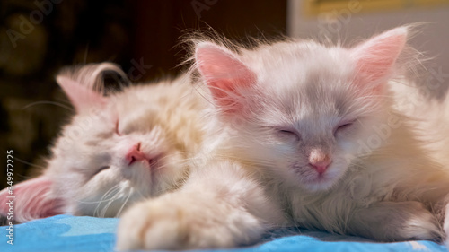 two white cats sleep in each other's arms close-up