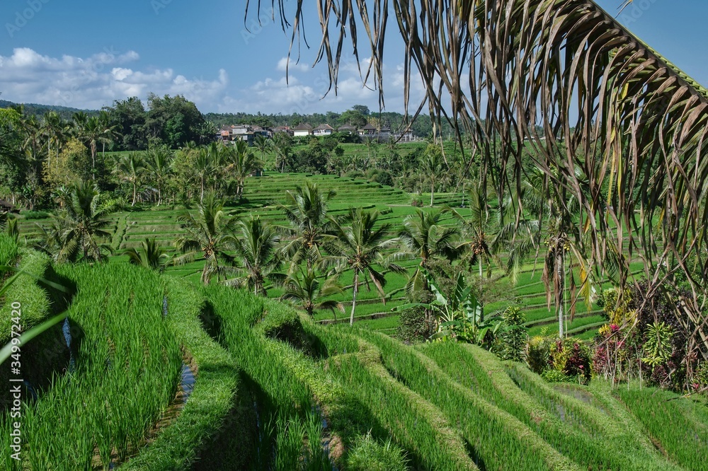 Rice Garden Jatiluwih (Rice Terrace) on Bali Island.