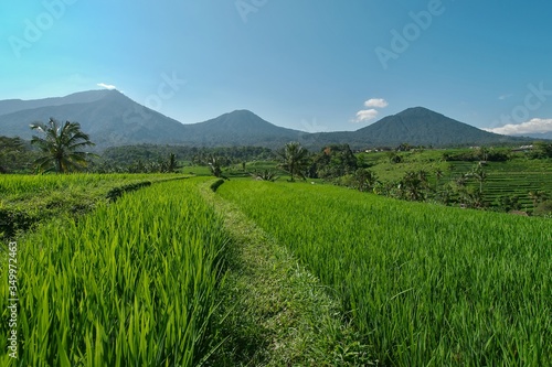 Rice Garden Jatiluwih (Rice Terrace) on Bali Island. © konyt