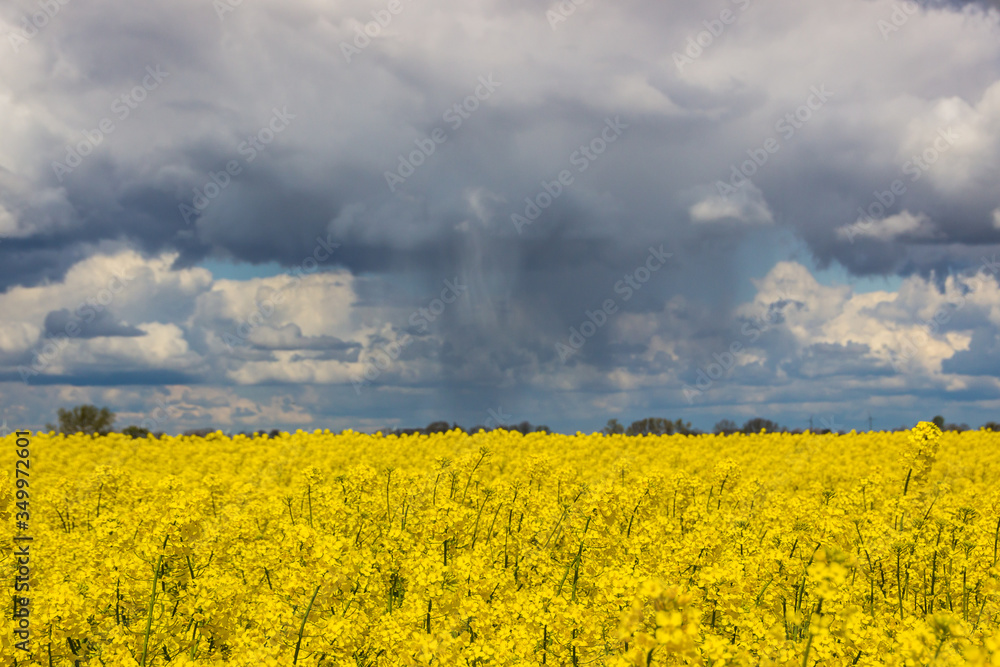 Obraz premium storm clouds over a yellow rape field