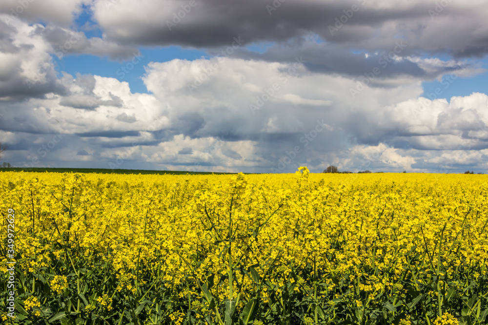 
storm clouds over a yellow rape field