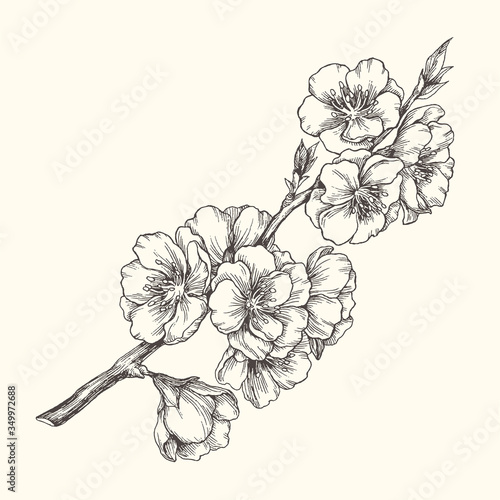 Vector vintage illustration with almond blossom in engraving style. Botanical hand drawn blooming apple branch isolated on white. Floral sketch