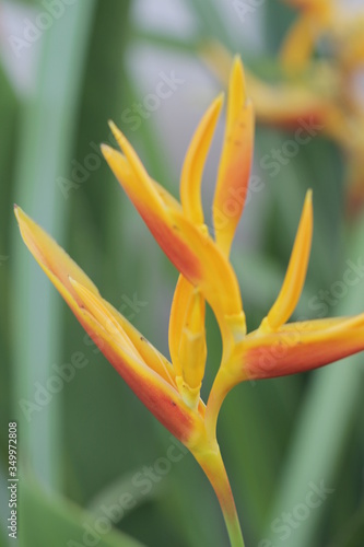 The Beautiful Yellow Flowers