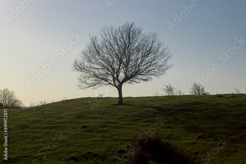 tree on the slope
