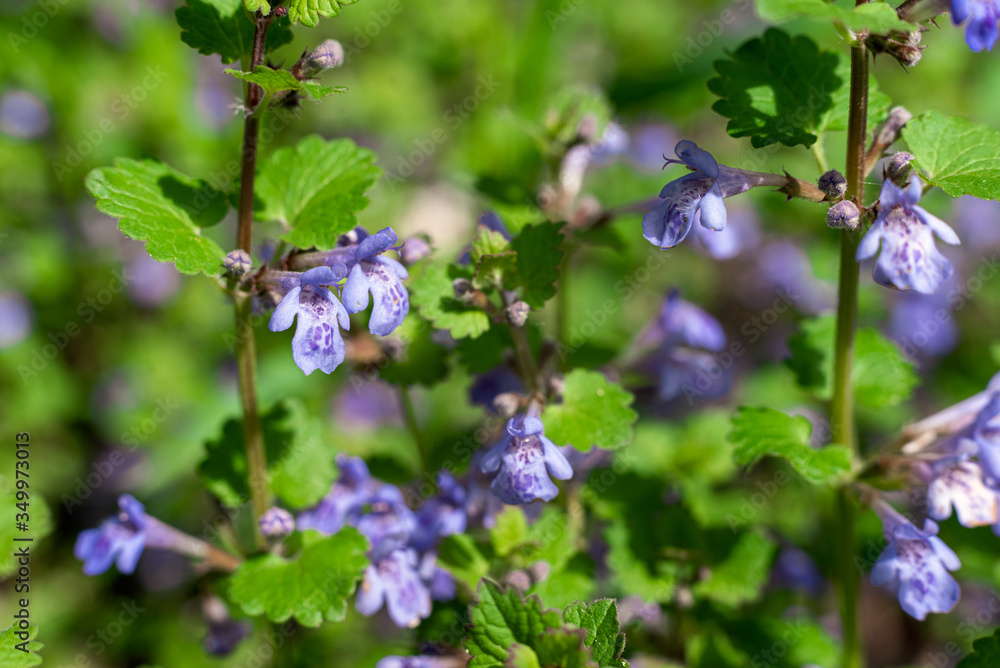 Purple flowers of glechoma hederacea in the garden. Purple flowers of glechoma hederacea in the garden.