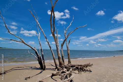 tree on the beach