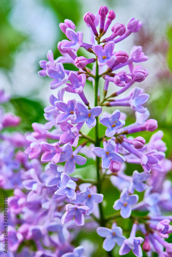 lilac flowers macro on a nature background vertical lilac flowers macro on a nature background vertical