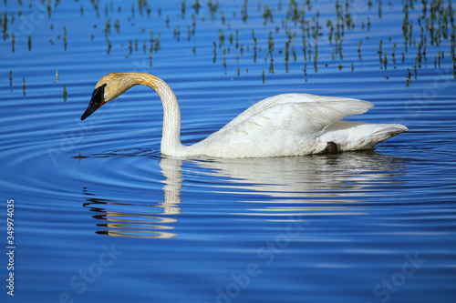 Trumpeter swan in Yellowstone National Park, Wyoming photo