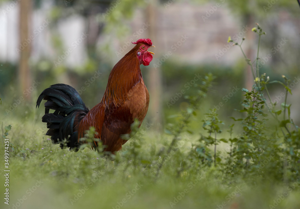 Fototapeta premium Homemade brown colored chicken in full house.