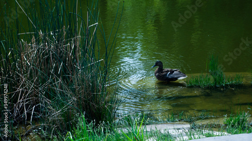 Floating wild ducks in the pond in Świerklaniec Park. Ready for entry