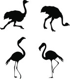Vector illustration ostrich fast running and slim flamingo. In cartoon style. Clipart isolated on white background
