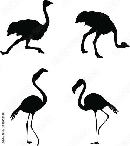 Vector illustration ostrich fast running and slim flamingo. In cartoon style. Clipart isolated on white background