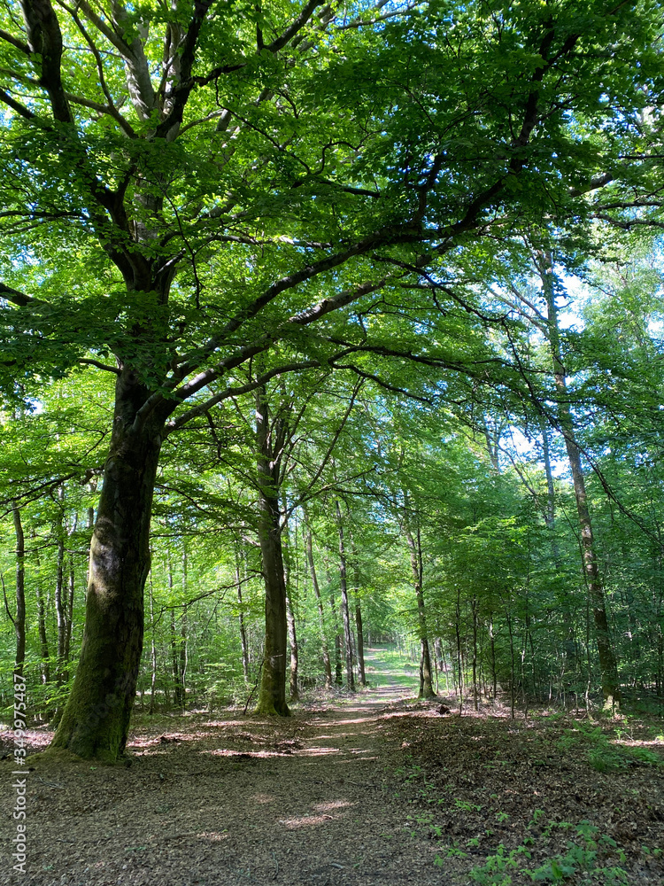 Fototapeta premium Der Weg ist das Ziel - Wald
