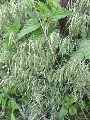 rosemary in the garden