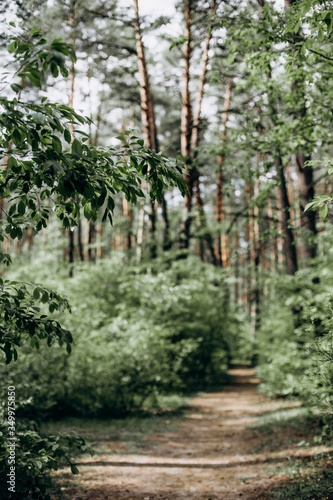 trees forest road sees thicket light from sky fresh air