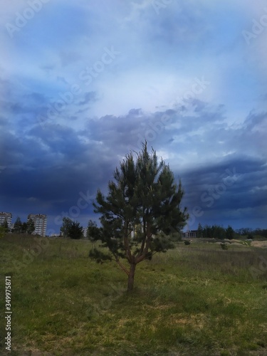Green spreading pine in a field on the outskirts of the city against the blue sky before the rain.