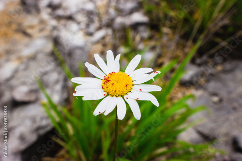 Chamomile and aphids