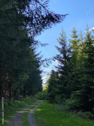 Der Weg ist das Ziel - Wald