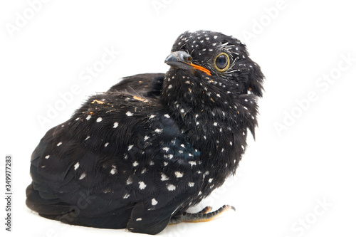 A young plaintive cuckoo bird (Cacomantis merulinus) isolated on white background photo