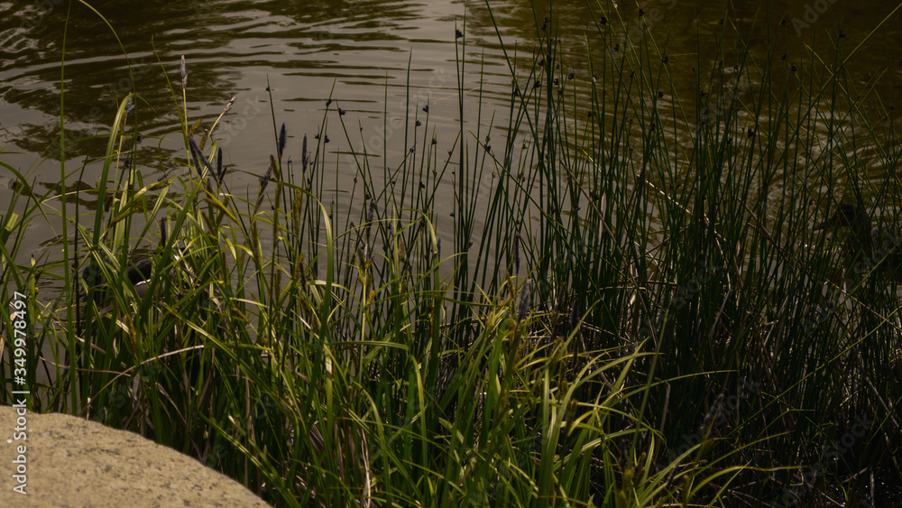 Floating wild ducks in the pond in Świerklaniec Park. Ready for entry Floating wild ducks in the pond in Świerklaniec Park. Ready for entry