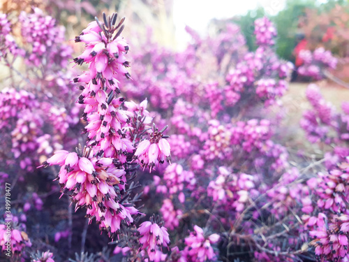 Pink and purple flowers of Erica cinerea on the bush in the evening. © Tanya