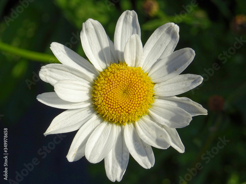 Margueritte