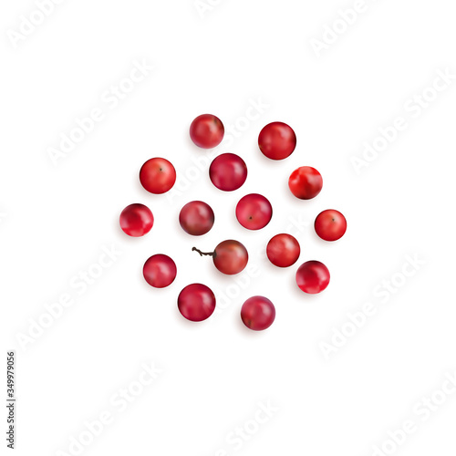 Red Peppercorn Seeds or Pink Pepper Corns Vector Illustration