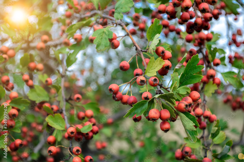 red hawthorn fruit close-up. sprig of bush on a natural green background.