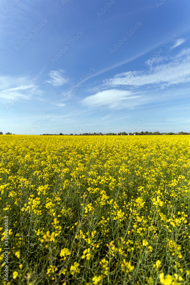 Rapeseed field on a sunny day