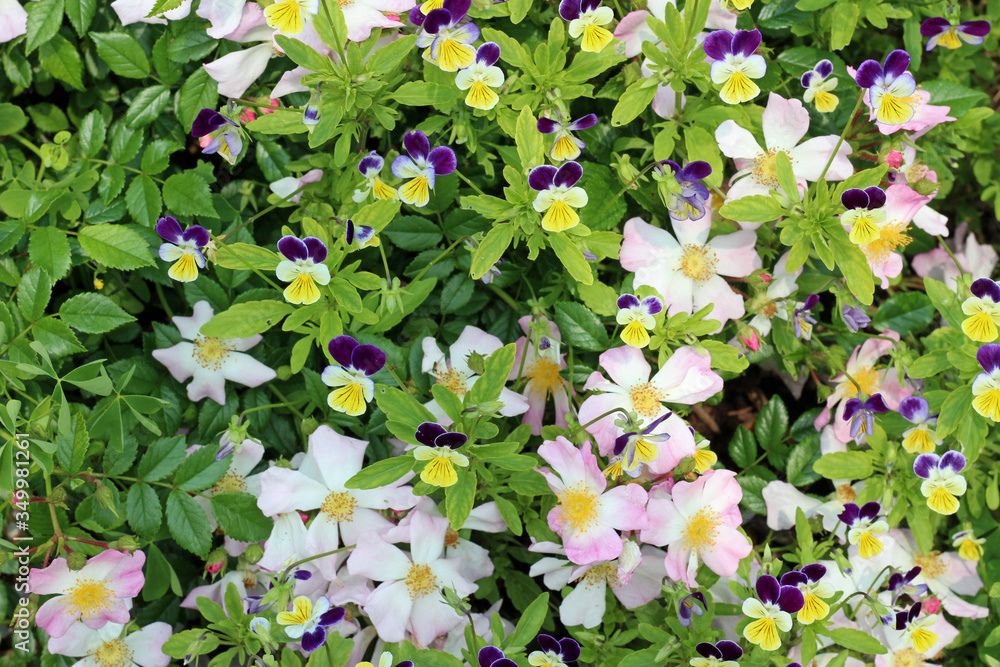 Naklejka premium Cute Pansies and Pink and White Flowers