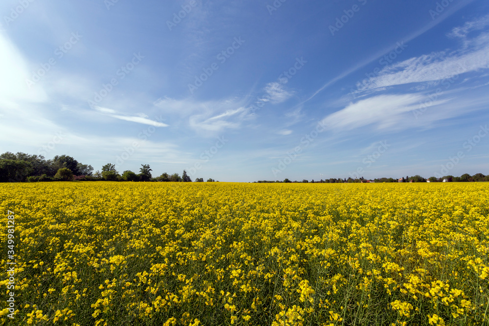 Rapeseed field on a sunny day