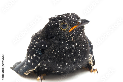 A young plaintive cuckoo bird (Cacomantis merulinus) isolated on white background photo