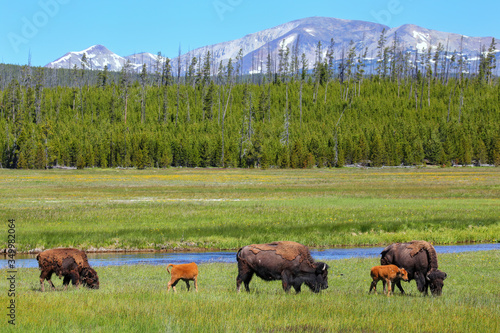 Foto Female bison with calves grazing in Yellowstone National Park, Wyoming