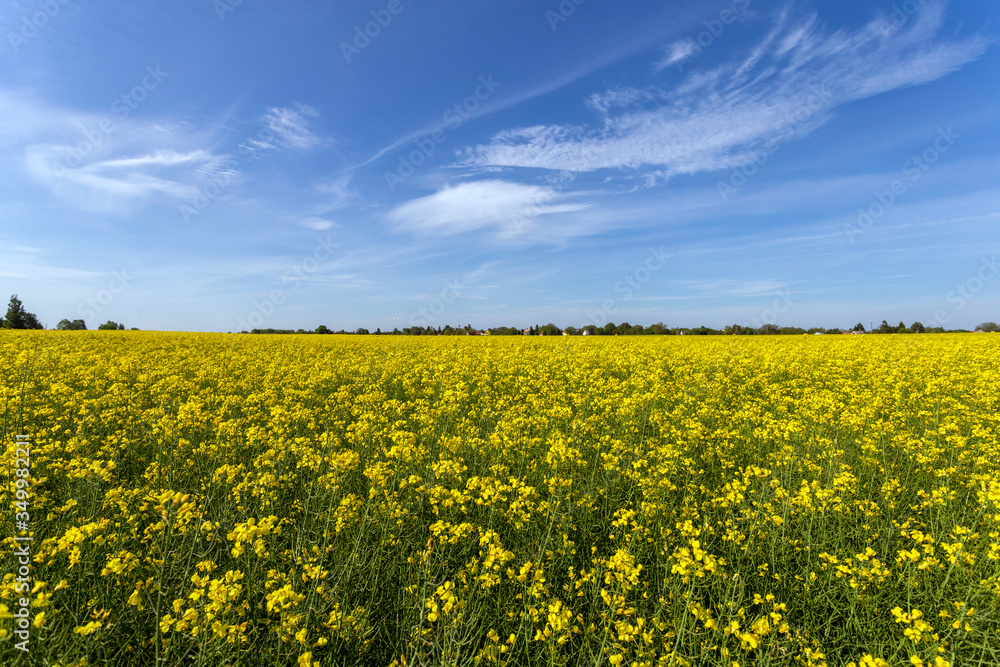 Obraz premium Rapeseed field on a sunny day