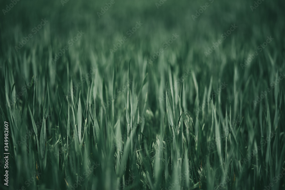 Close up of green field grass. Dark green grass background