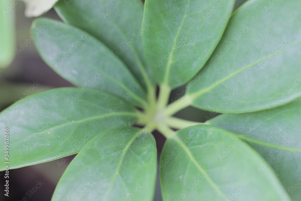 The texture and fresh leaf The texture and fresh leaf
